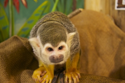 ３月のこと　　ピエリ守山の動物園へ_b0286869_1450252.jpg