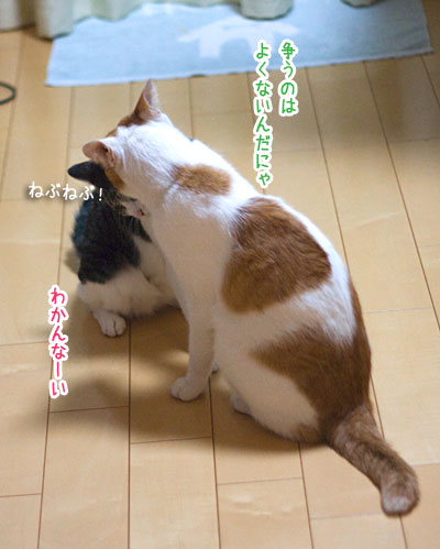 a0119470_2056326.jpg