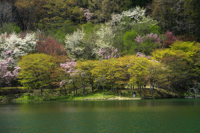 福島の桜15 半田沼 In My Life