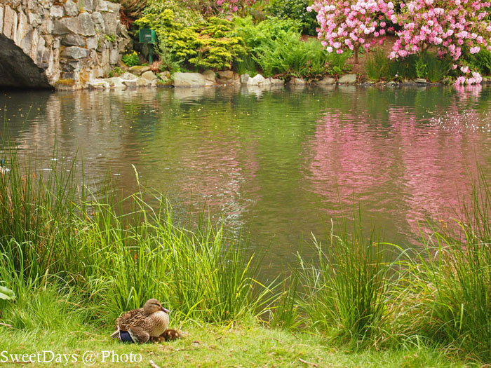 Family of ducklings with mother duck_e0046675_15143284.jpg