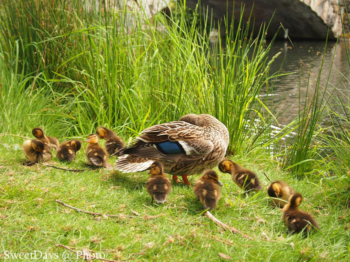 Family of ducklings with mother duck_e0046675_1514464.jpg