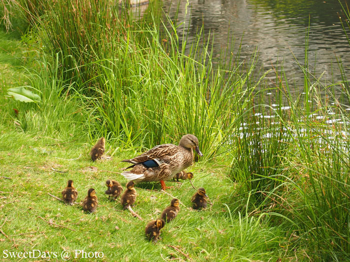 Family of ducklings with mother duck_e0046675_15144974.jpg