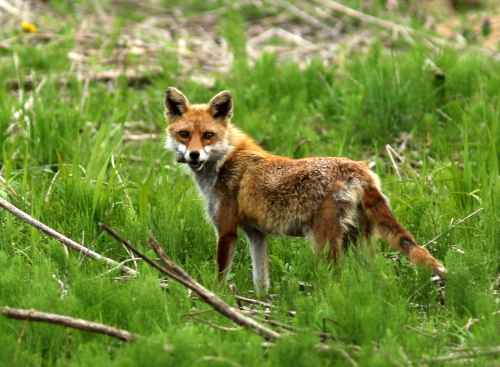 チョウゲンボウ飛翔とキツネ、ネズミ捕獲の巻_d0262476_4302490.jpg