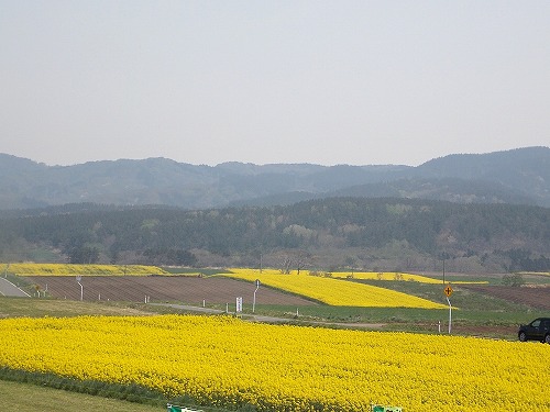 帰省　～日本一の菜の花の町　横浜町の菜の花畑～_e0055176_22565567.jpg