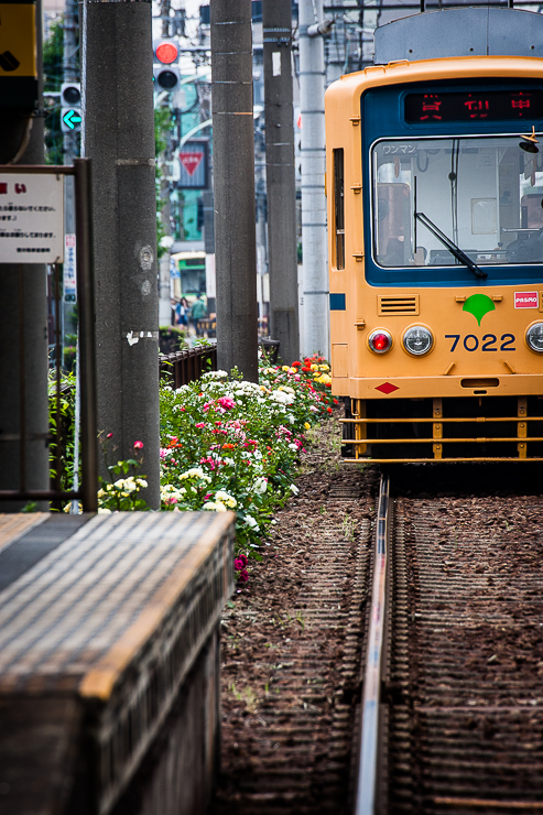 都電の花道_f0080076_19173263.jpg