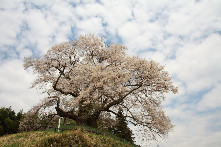 沼田市　発知の彼岸桜_e0165983_239151.jpg