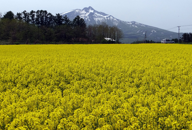 菜の花とリンゴの花と岩木山、津軽の春のドライブ_a0136293_18592439.jpg