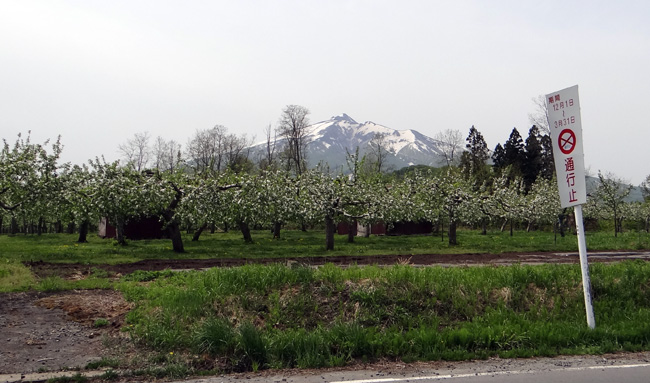 菜の花とリンゴの花と岩木山、津軽の春のドライブ_a0136293_19152753.jpg