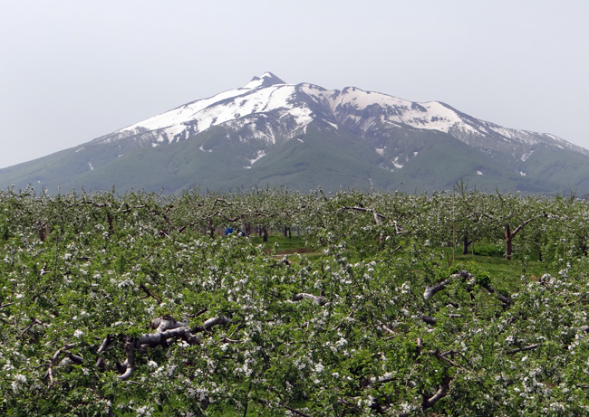 菜の花とリンゴの花と岩木山、津軽の春のドライブ_a0136293_19185843.jpg