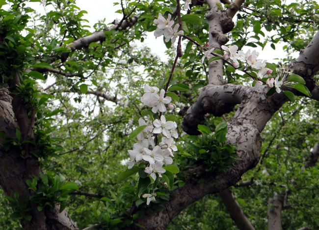 菜の花とリンゴの花と岩木山、津軽の春のドライブ_a0136293_19325548.jpg