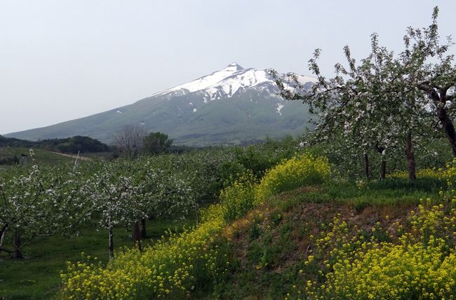 菜の花とリンゴの花と岩木山、津軽の春のドライブ_a0136293_19392613.jpg