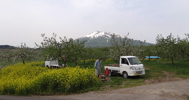 菜の花とリンゴの花と岩木山、津軽の春のドライブ_a0136293_19395095.jpg