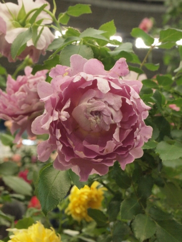 薔薇のお祭りに行って来ました♪_b0331802_23154142.jpg