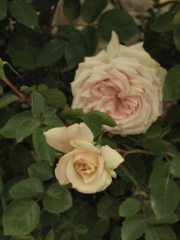 薔薇のお祭りに行って来ました♪_b0331802_23205921.jpg