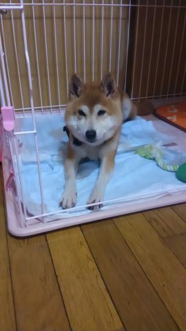 BEEじいさん姫ばあさん 新生活スタート!_f0242002_2105739.jpg