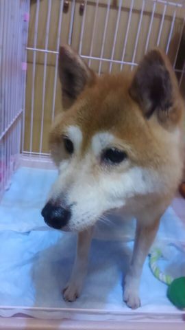 BEEじいさん姫ばあさん 新生活スタート!_f0242002_2112959.jpg