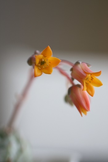 ザゴーサ系のお花と相変わらずの猫。。_c0178104_07595152.jpg