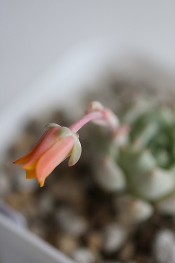 ザゴーサ系のお花と相変わらずの猫。。_c0178104_08014035.jpg