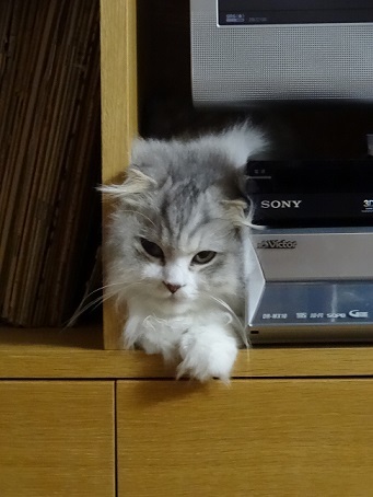 ザゴーサ系のお花と相変わらずの猫。。_c0178104_08050914.jpg
