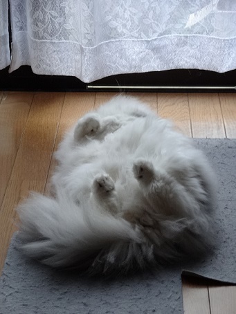 ザゴーサ系のお花と相変わらずの猫。。_c0178104_08065020.jpg