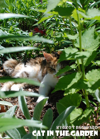 花壇の中に潜む猫_b0253205_05571056.jpg