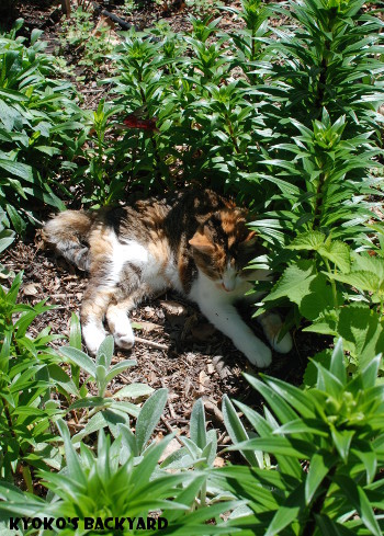 花壇の中に潜む猫_b0253205_05575889.jpg