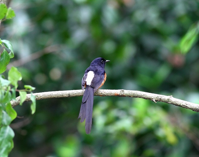 台湾鳥見遠征・・・（その２）・・・_c0213607_18270525.jpg