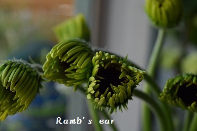 ブルーベリーにクレマチス Ramb S Ear ﾗﾑｽﾞｲﾔｰ