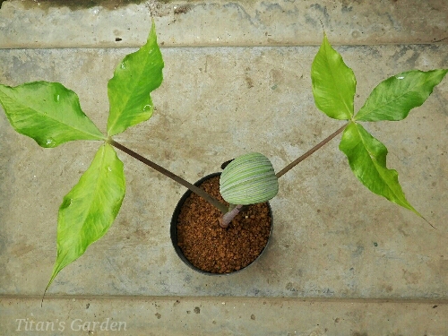 Arisaema ringens forma. variegata_b0099813_029166.jpg