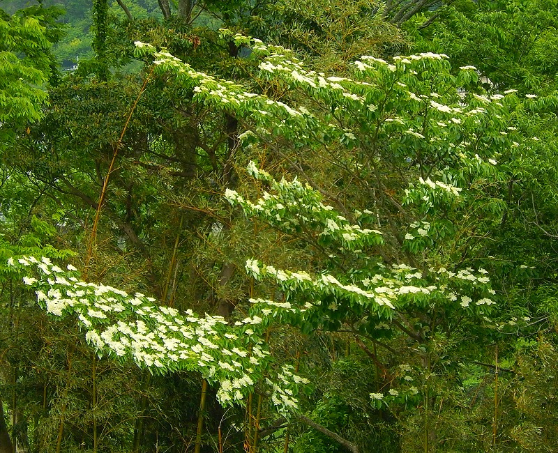 f0182513_17351831.jpg
