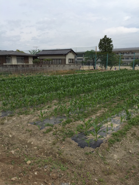 とうもろこしの芽がでましたよ～～(^o^)丿_a0292714_11483595.jpg