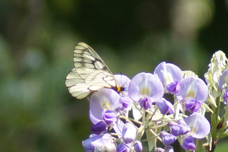 ウスバシロチョウ_c0042418_822190.jpg