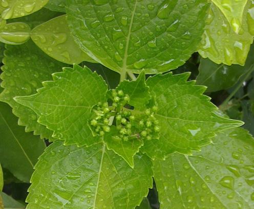 c0097620_21295673.jpg