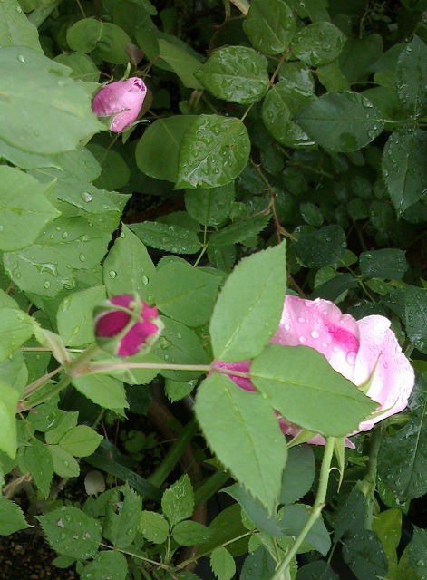 c0097620_2130441.jpg