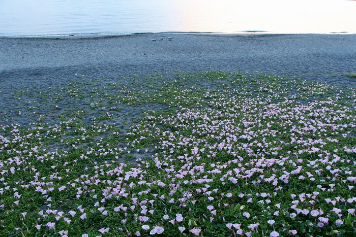 秋谷海岸 ＆ 前田川_d0150720_10263537.jpg