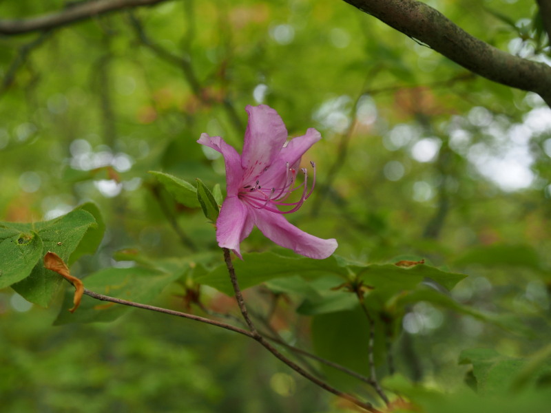 f0330321_20322424.jpg