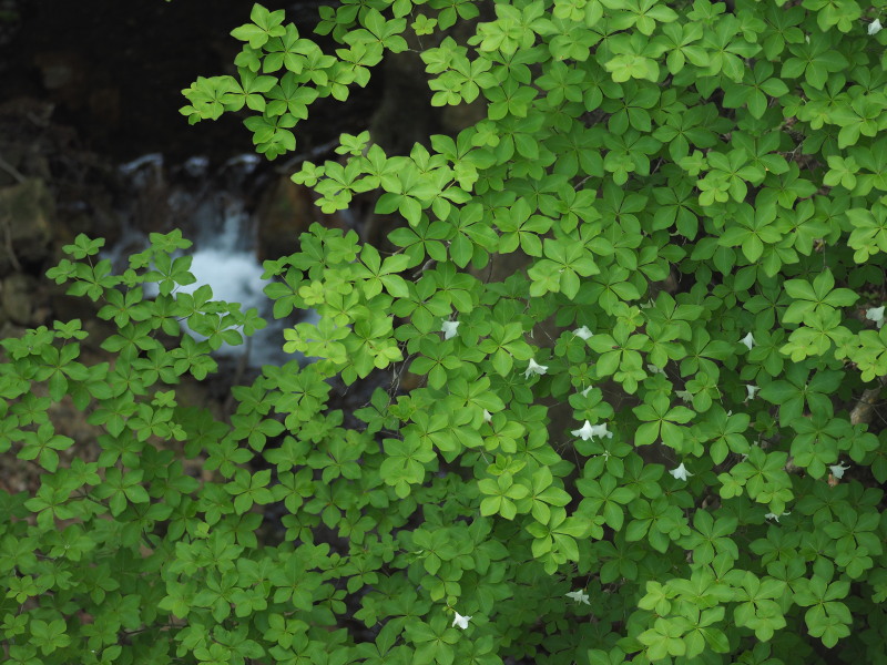 f0330321_20331050.jpg