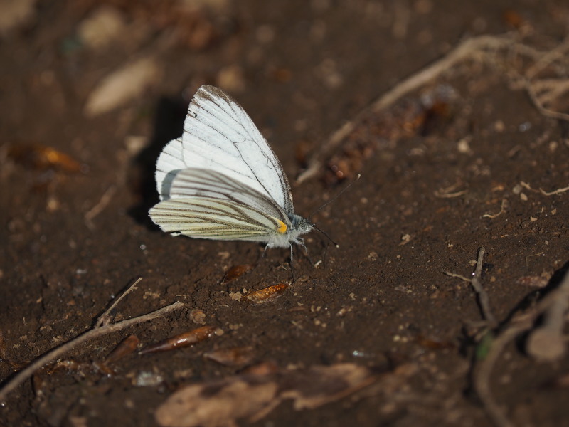 f0330321_2035840.jpg