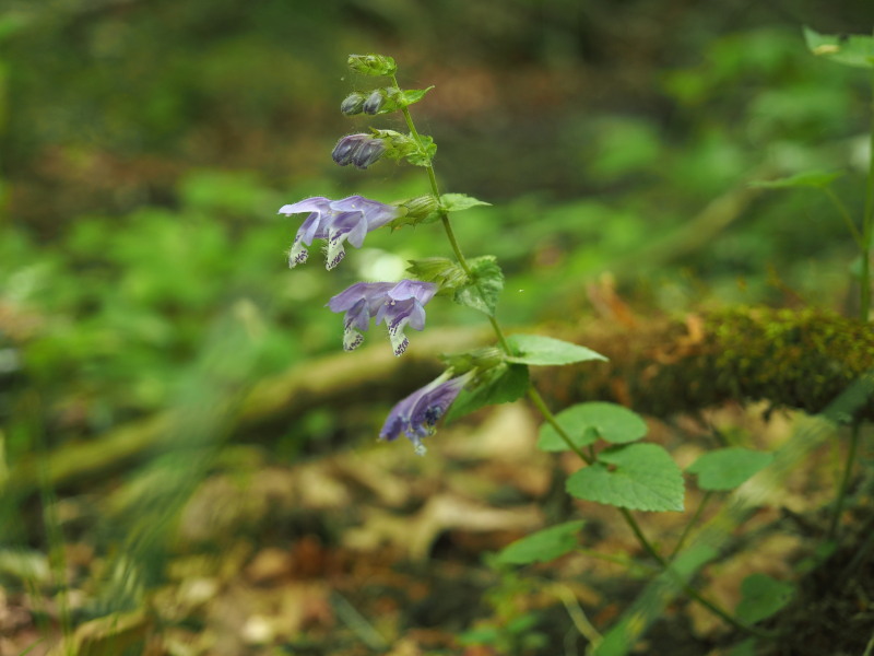 f0330321_20382313.jpg