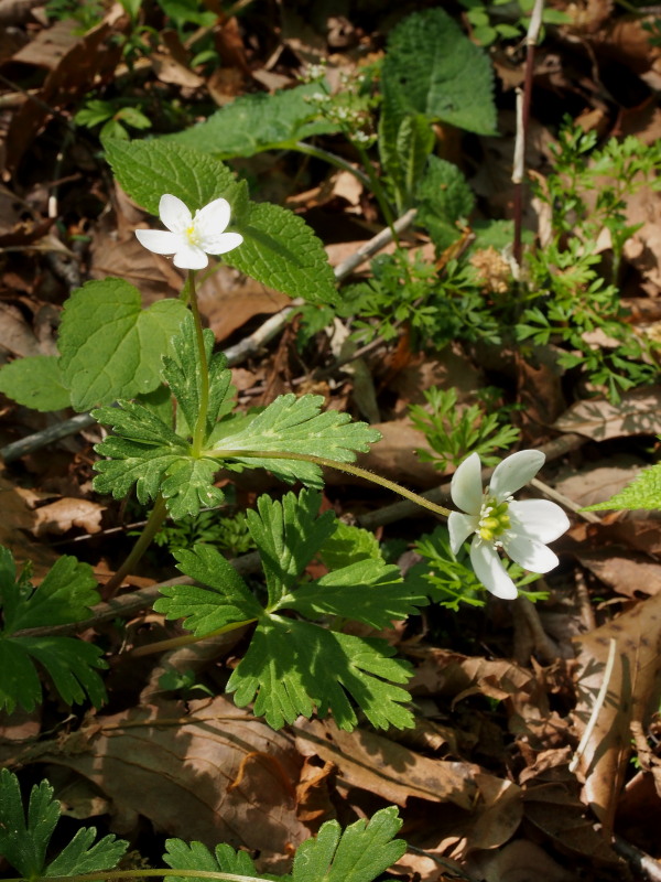 f0330321_2038887.jpg
