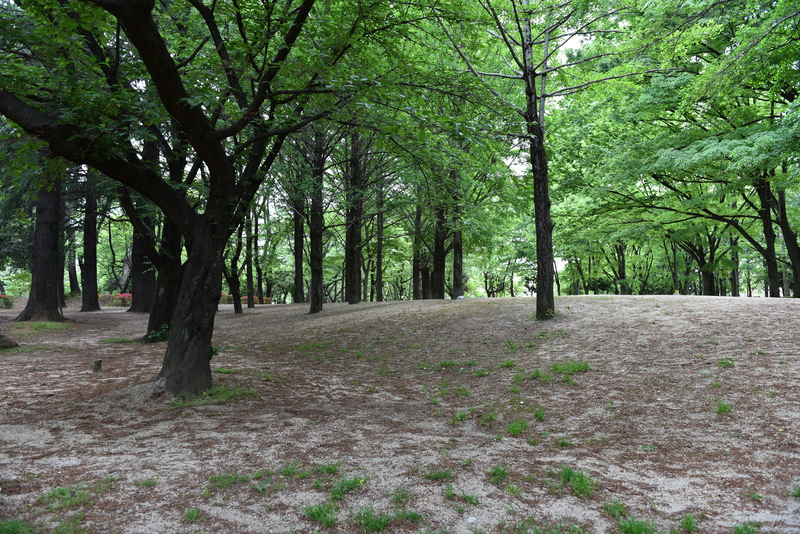 与野公園　バラ園へ行ってきました　_c0276323_1711019.jpg