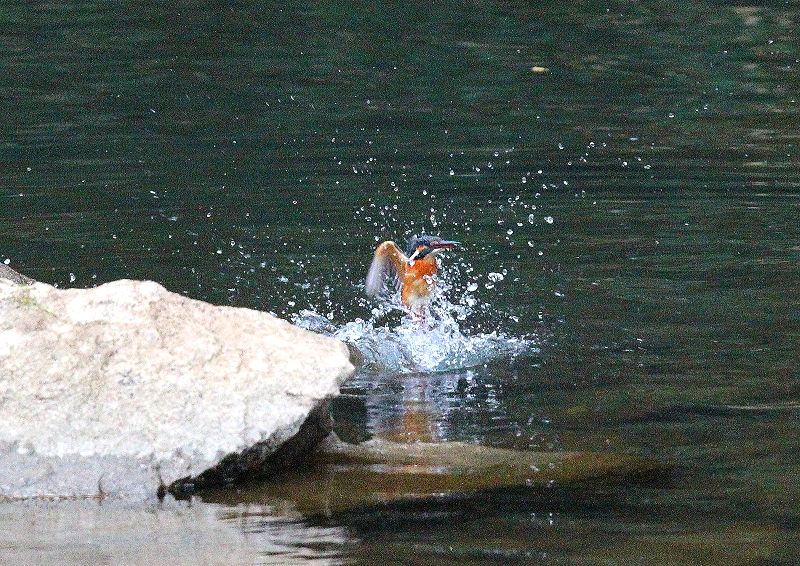 カワセミの採餌行動はヤマセミとよく似る_b0346933_12445512.jpg