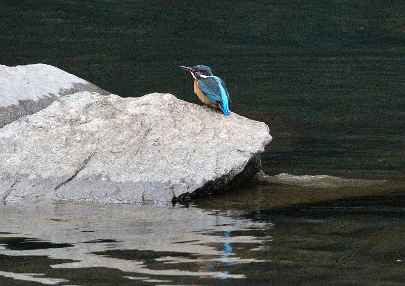 カワセミの採餌行動はヤマセミとよく似る_b0346933_12452331.jpg