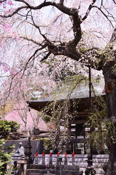 神宮寺の桜Ⅱ_a0205834_22154284.jpg