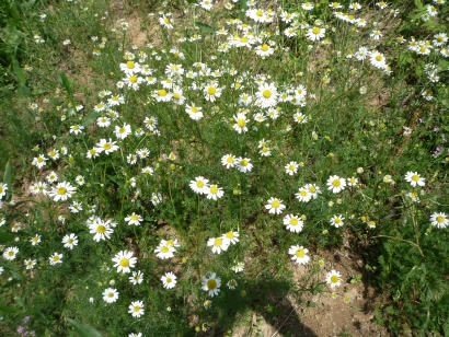 15年5月12日 カモミールに付く虫 じゃこてんのつぶやき