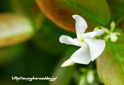 ハツユキカズラの花 花と風の薫り ハツユキカズラの花 花と風の薫り