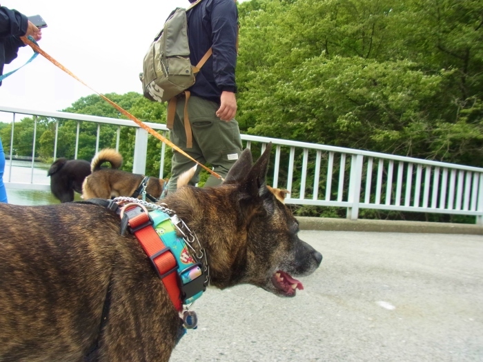 武蔵丘陵森林公園からの都立水元公園_e0249240_11181978.jpg