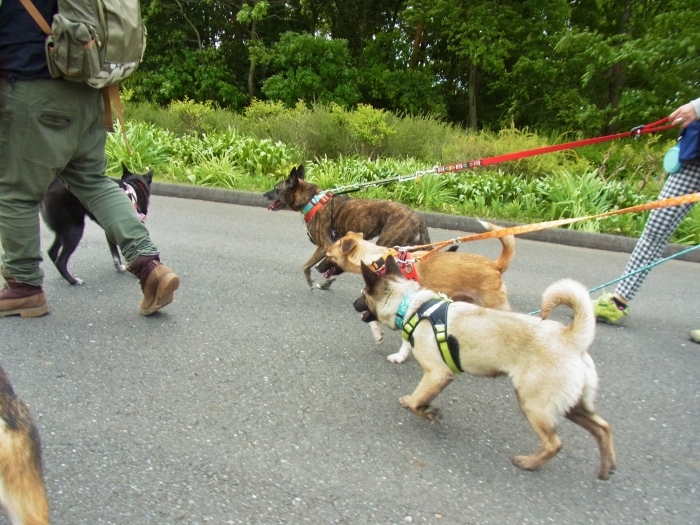 武蔵丘陵森林公園からの都立水元公園_e0249240_11193451.jpg