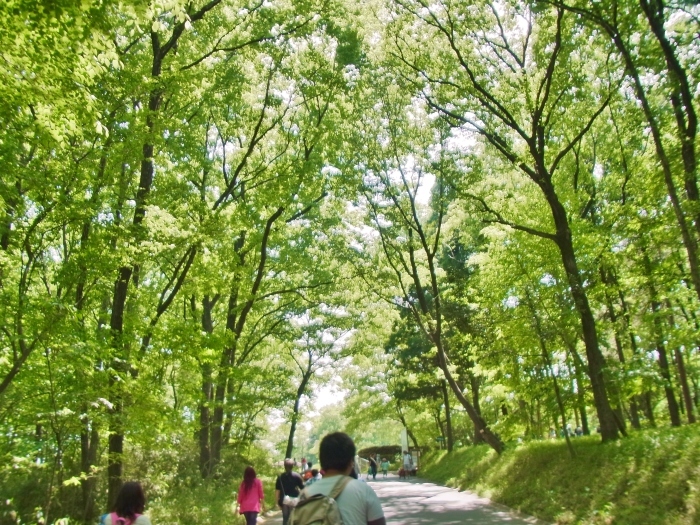 武蔵丘陵森林公園からの都立水元公園_e0249240_11253093.jpg