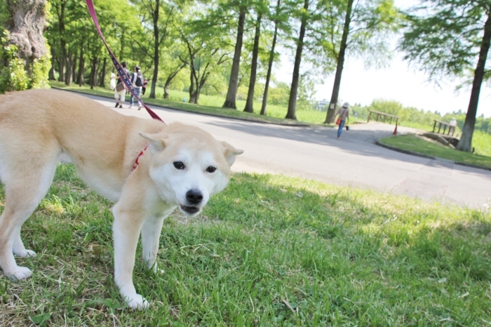 武蔵丘陵森林公園からの都立水元公園_e0249240_18113833.jpg